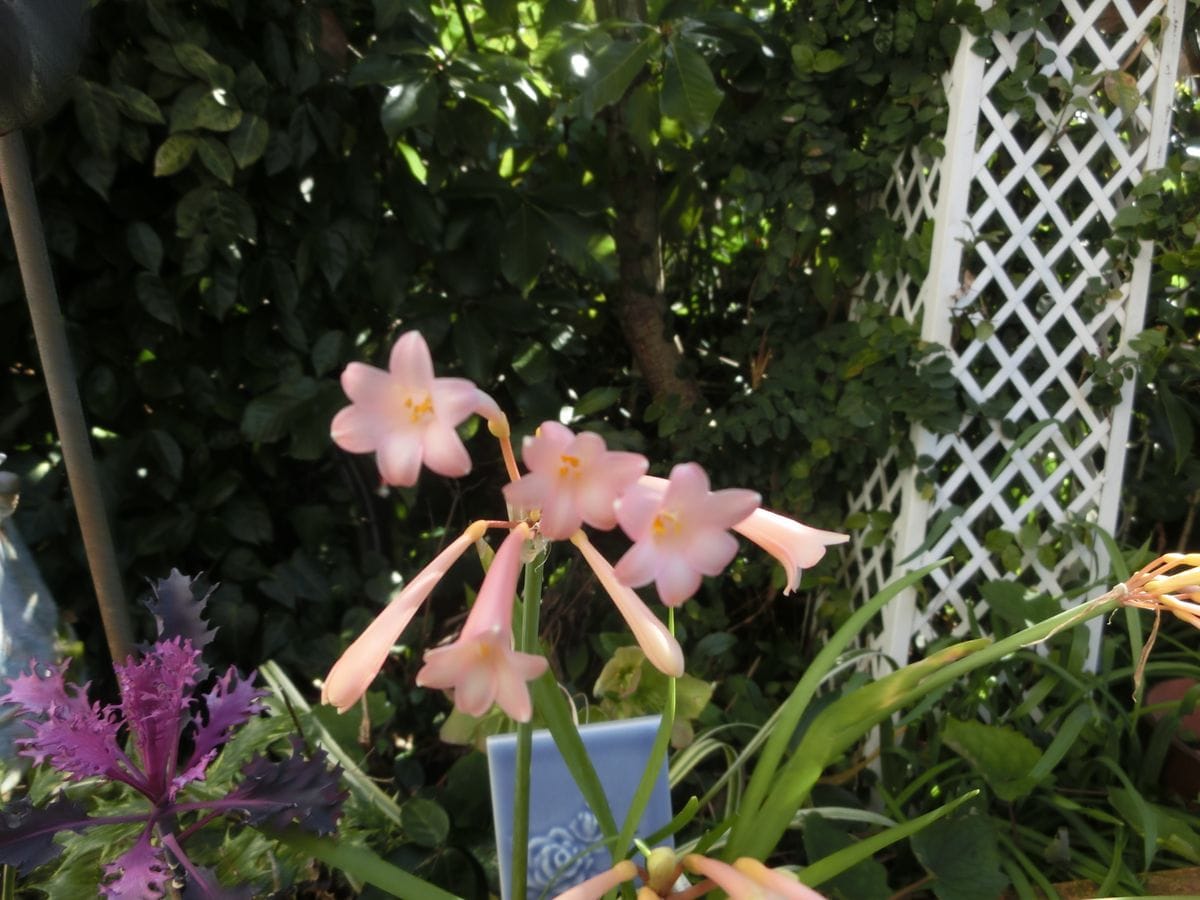 キルタンサスの花がやっと咲いてきました♪