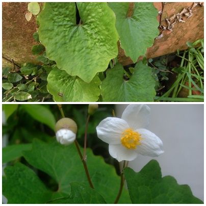 キルタンサスの花がやっと咲いてきました♪