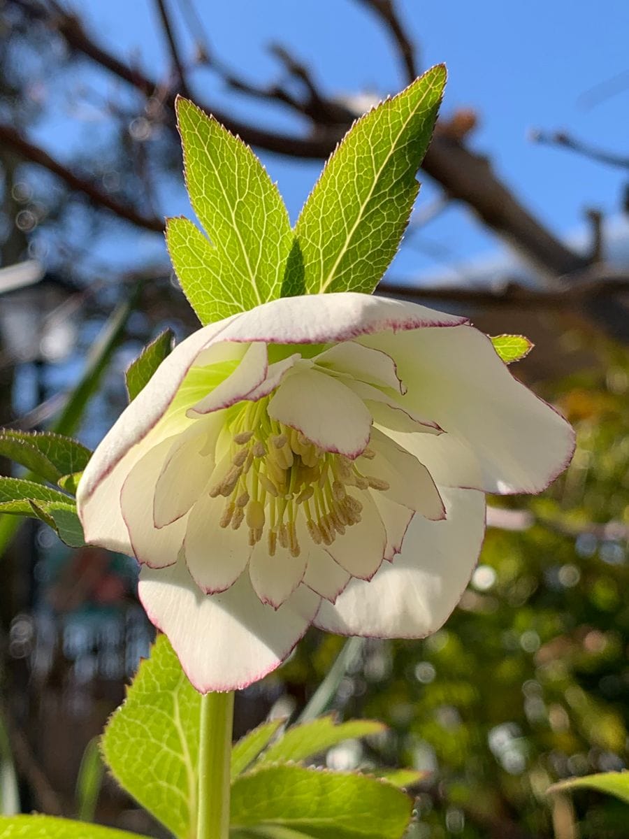 種まきっ子開花！