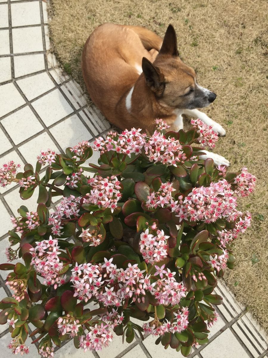 これも多肉植物