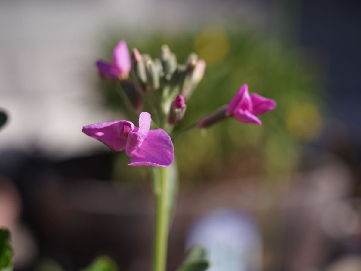 芝生の下からこんにちは