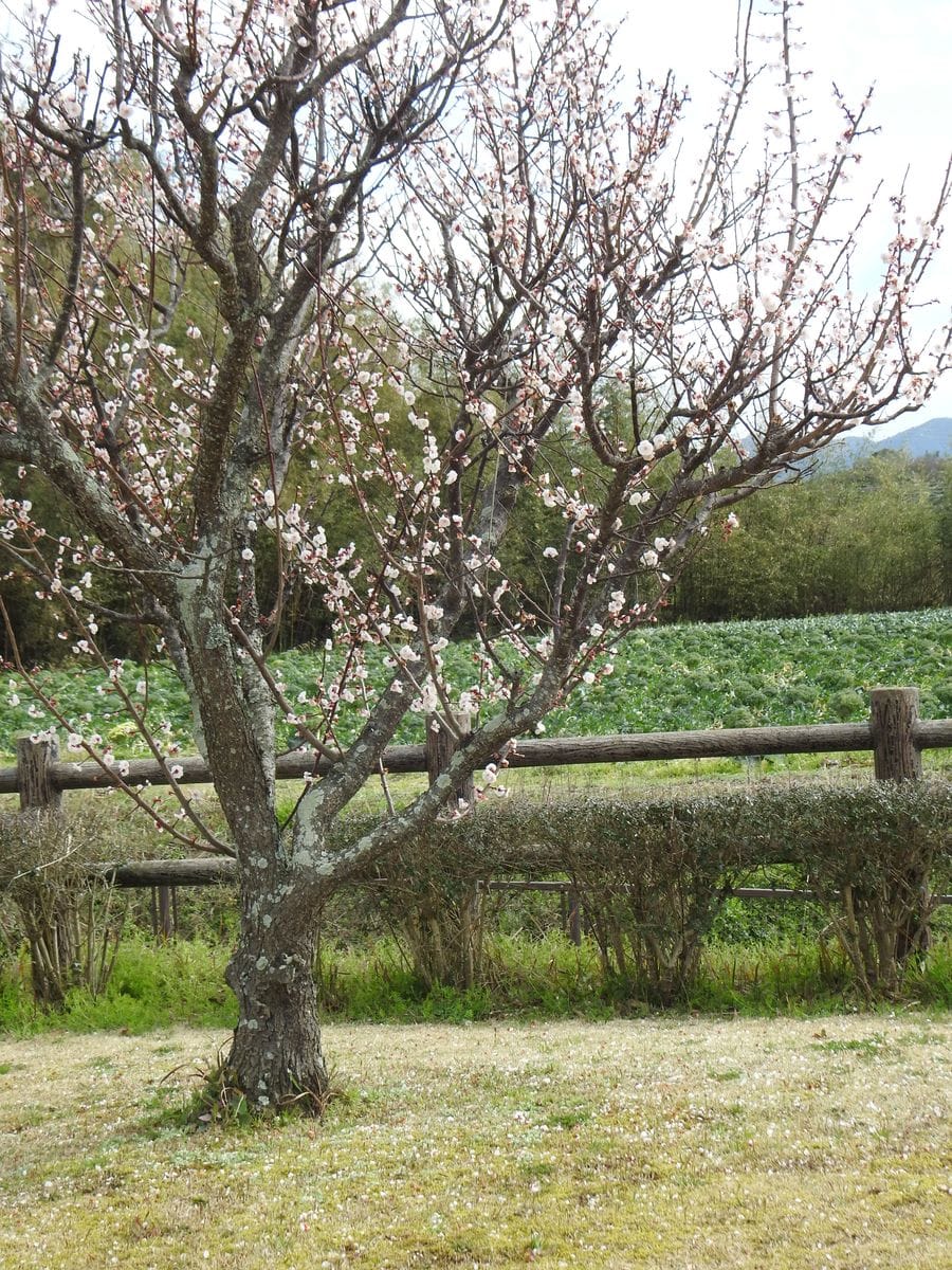  梅散り始め。ヤマモモ。トキワマンサク。公園にて。