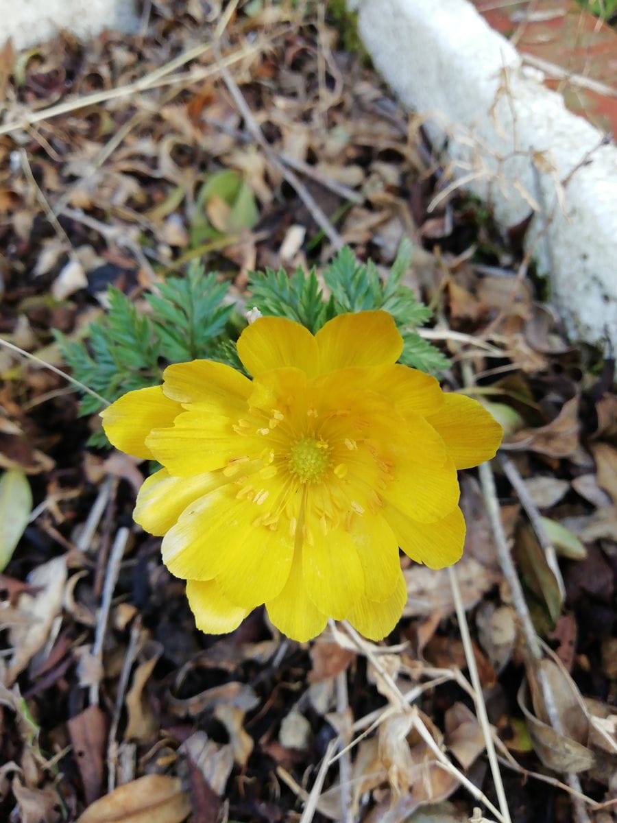 由愛(ゆめ)の花日記♪