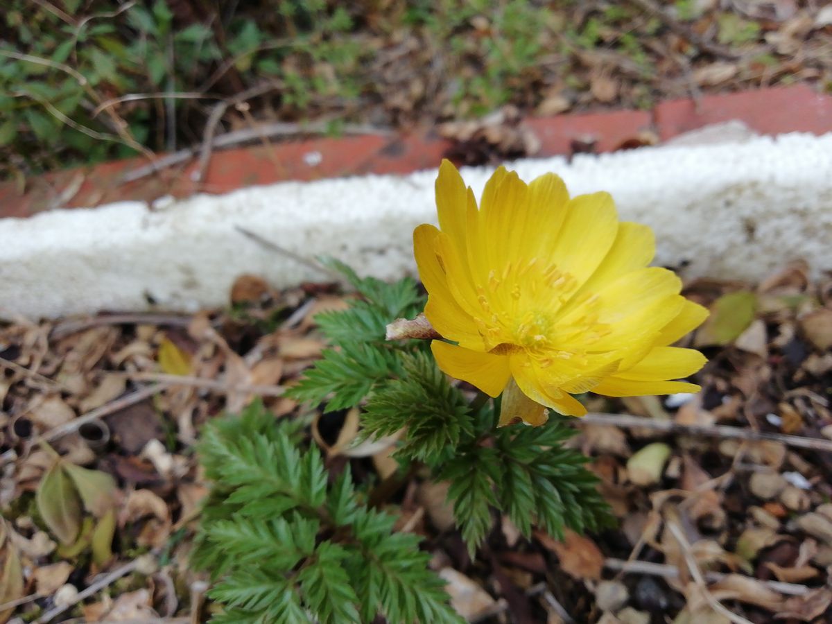 由愛(ゆめ)の花日記♪