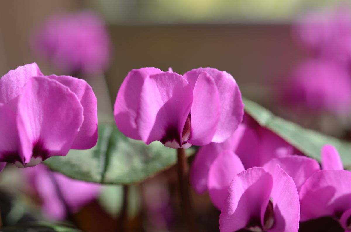 原種シクラメンコウムの花は、