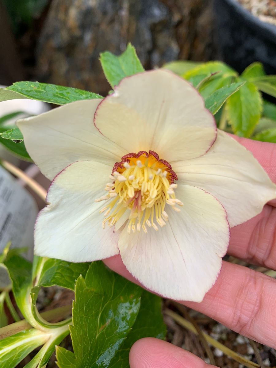 今日の初開花3株の様子！