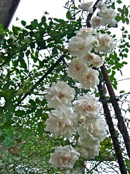 今朝の庭から薔薇３種