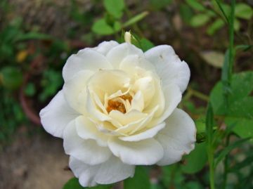 今朝の庭から薔薇３種