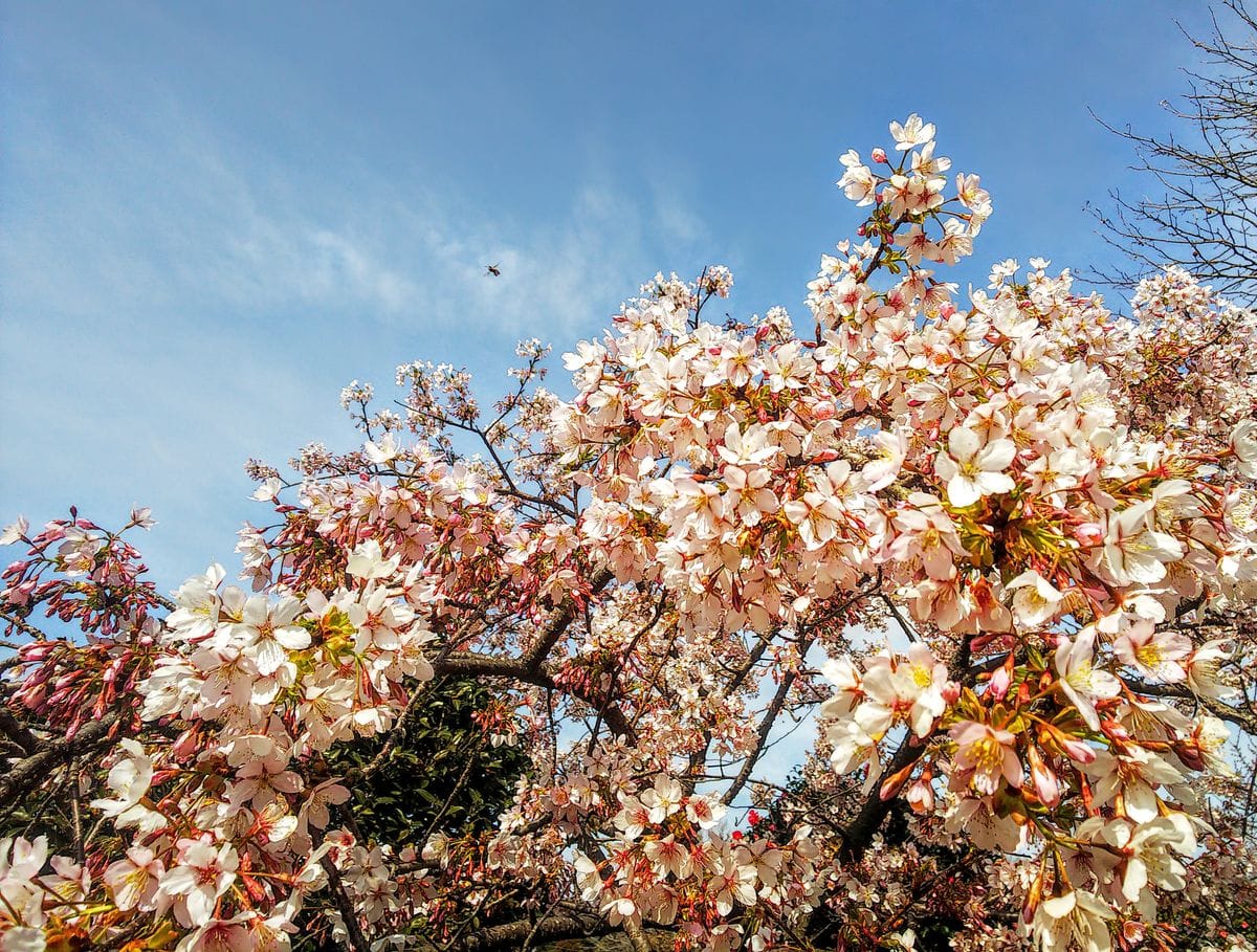 大船フラワーセンターの玉縄桜🌸