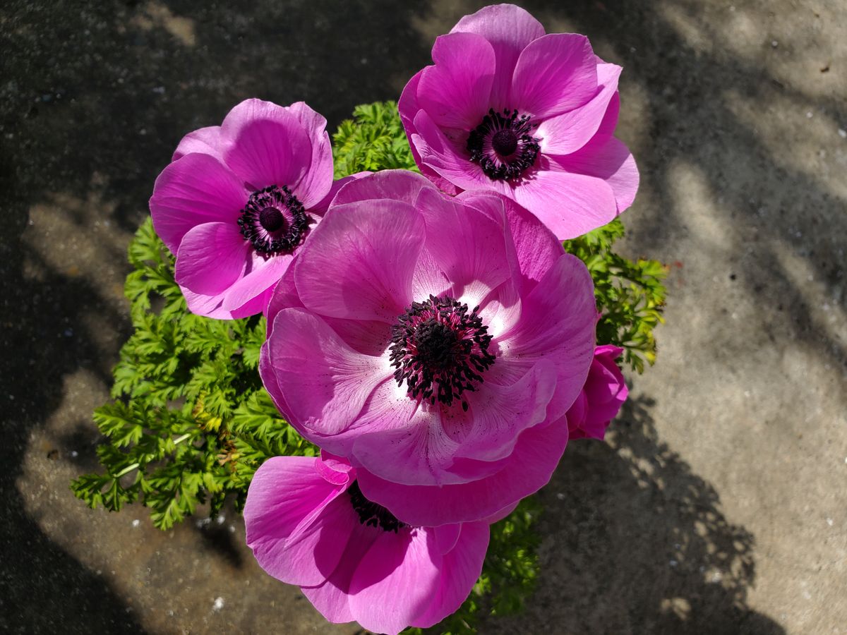 アネモネ🌸極み🌸凛々花