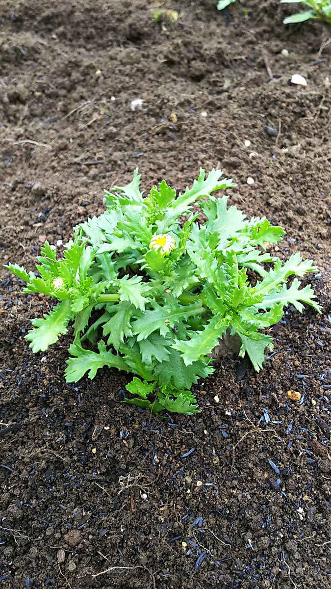 種蒔きディディスカス（レースフラワー）定植しました。