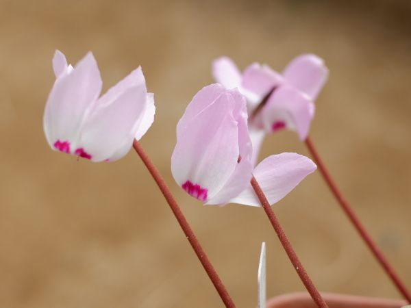 綺麗なグラデーション