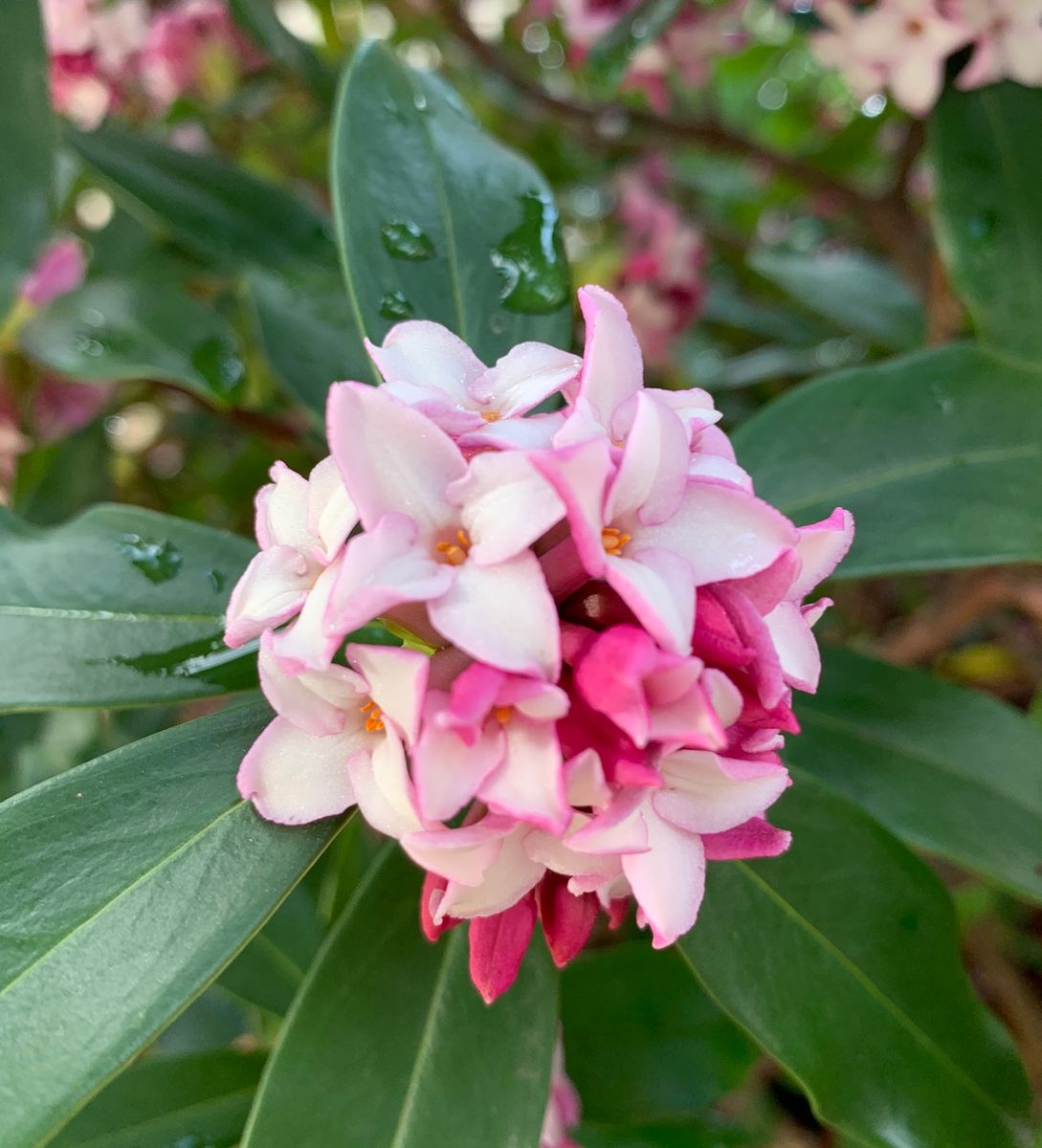 今日の花