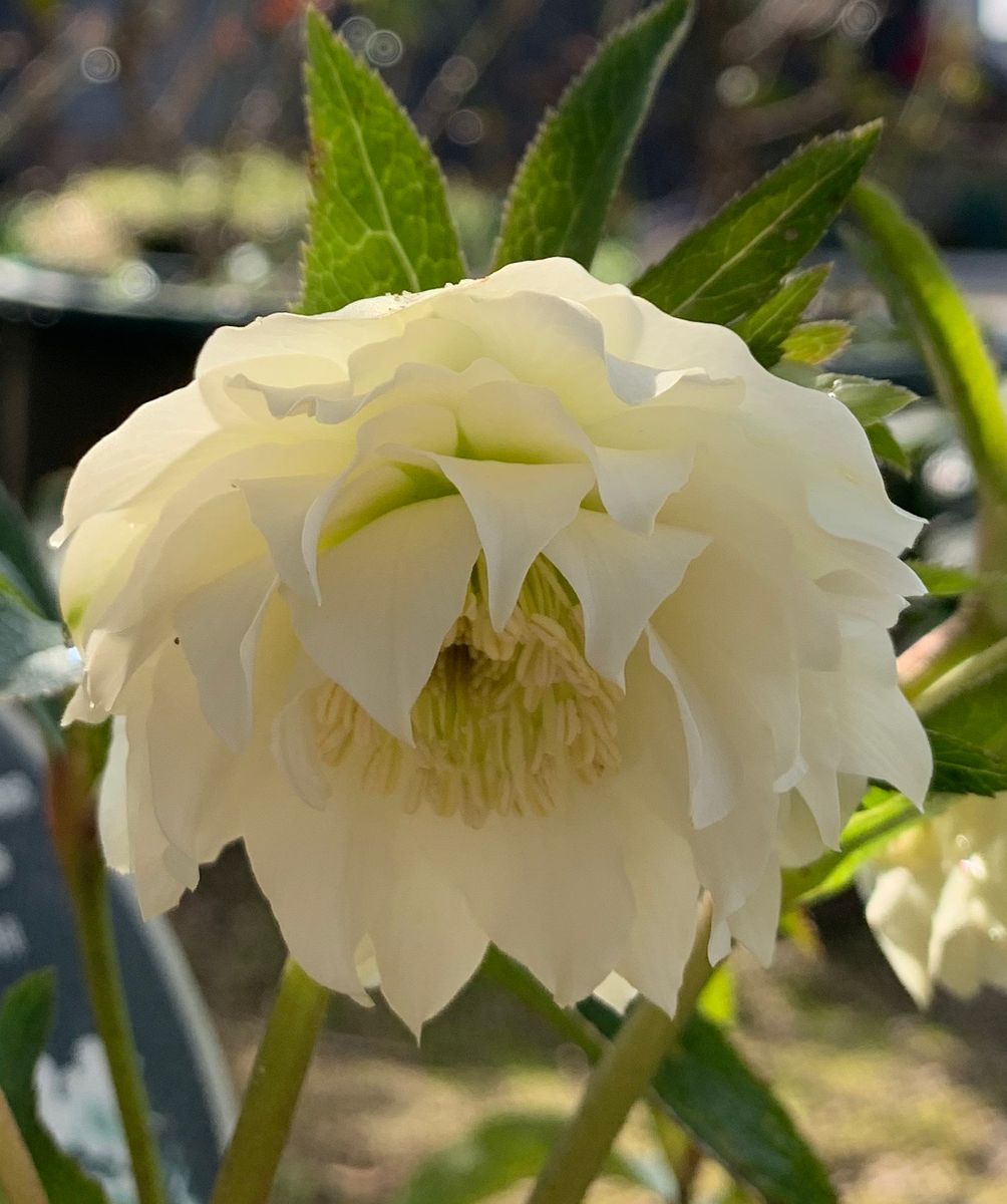 今日の花