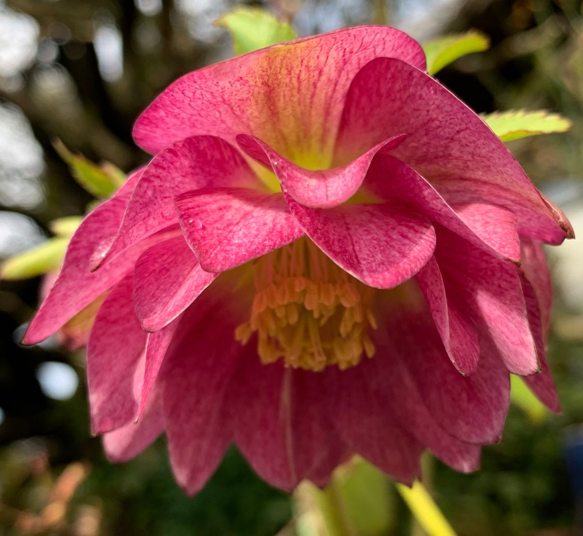 今日の花