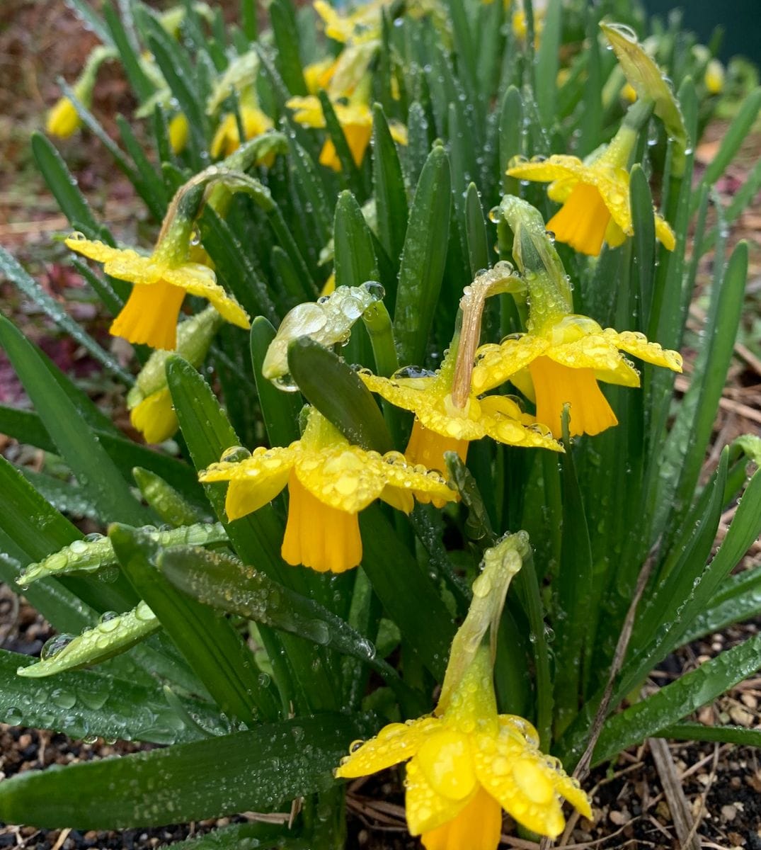 今日の花　２