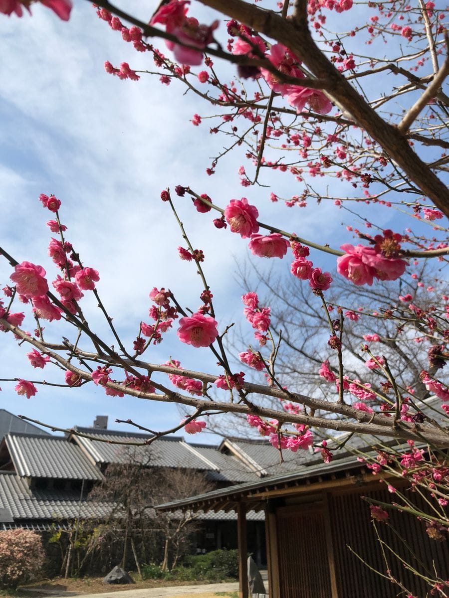 近くのお寺