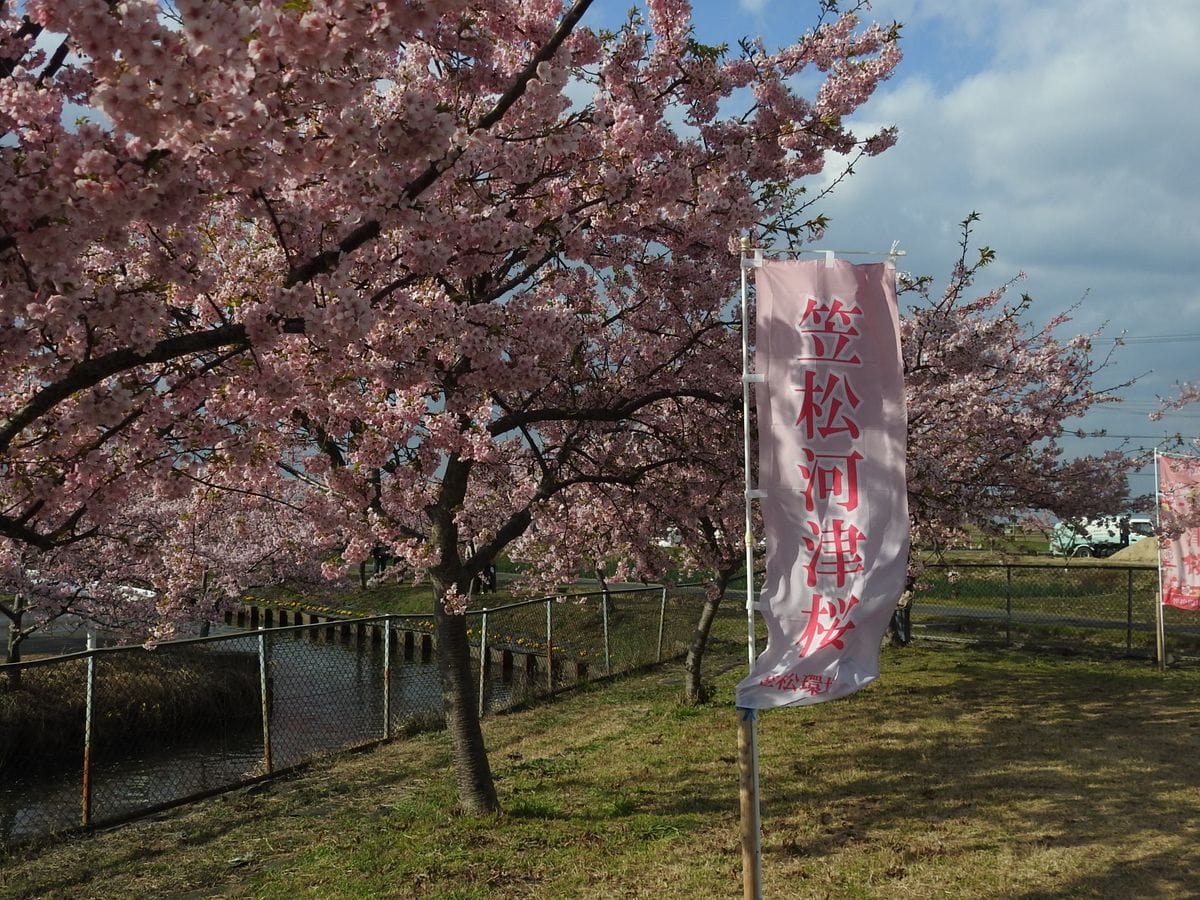 河津桜見物