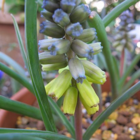 黄色いムスカリの花