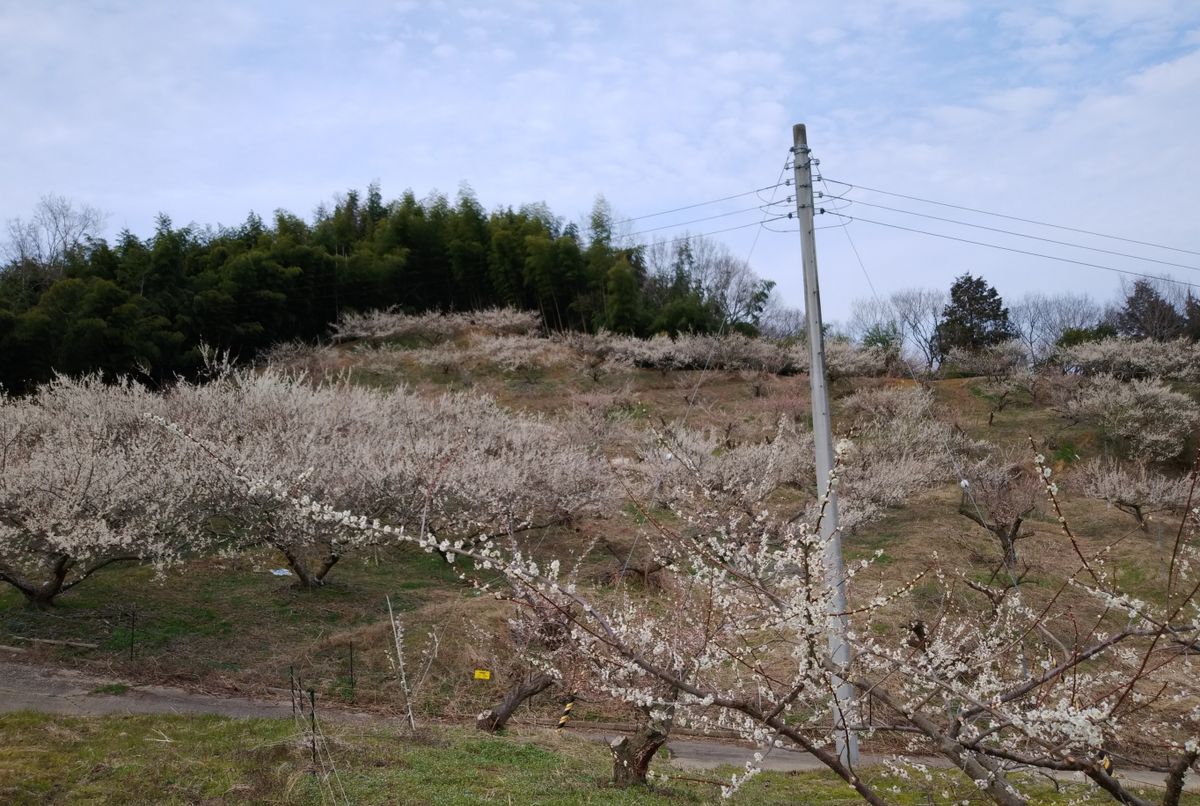 奈良農場の裏手にあるウメの生産地！