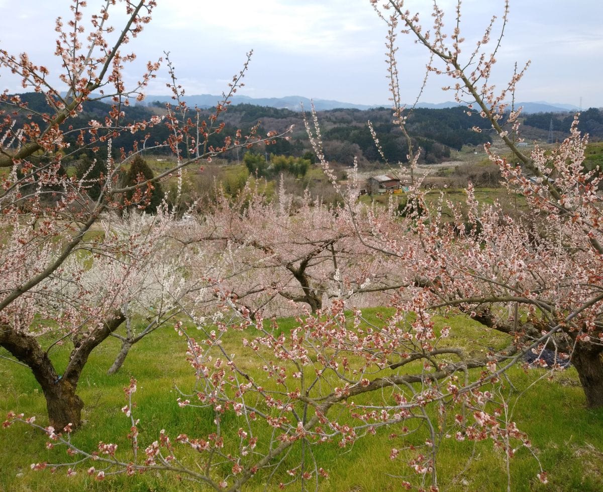 奈良農場の裏手にあるウメの生産地！