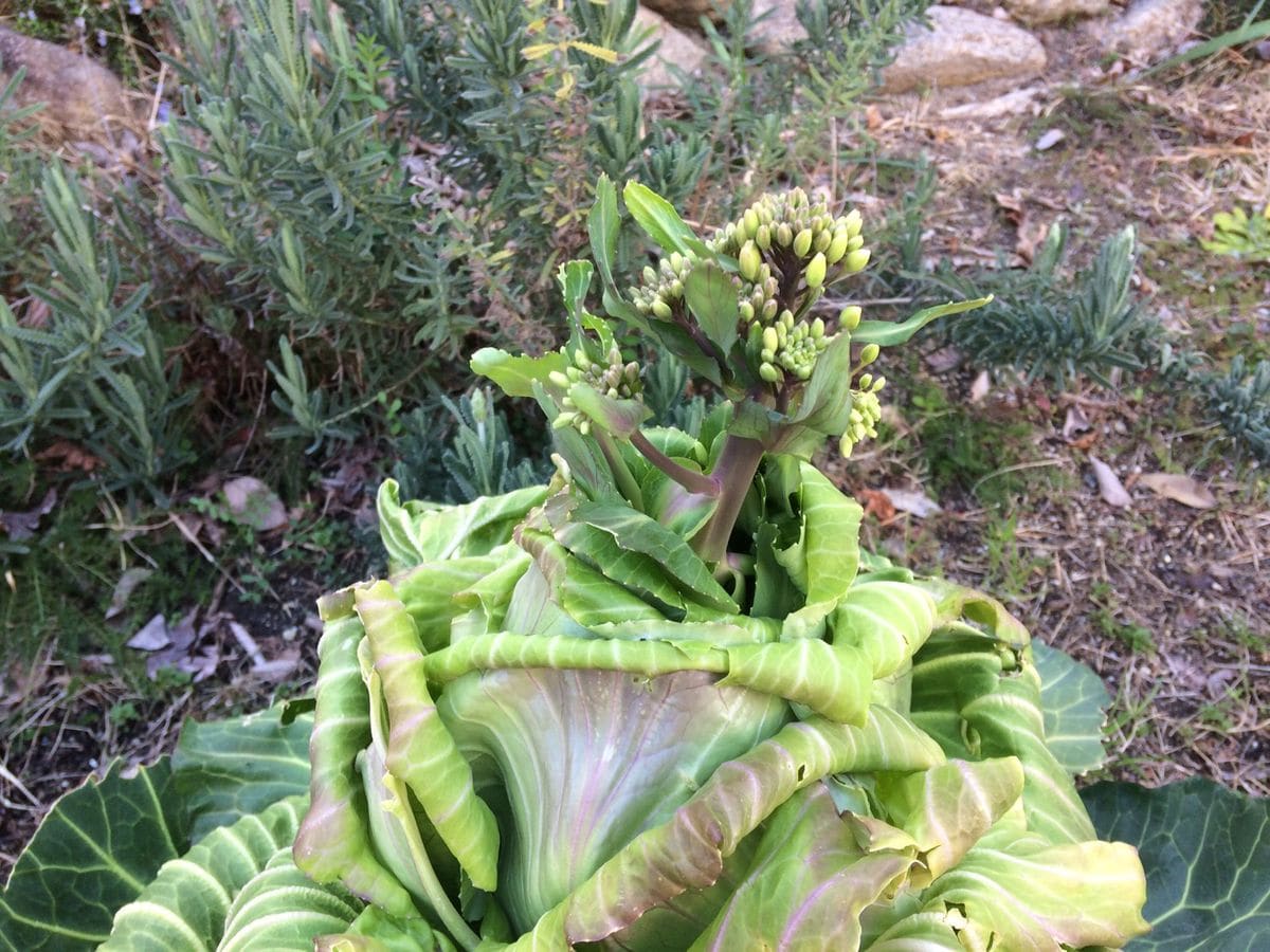 キャベツの花芽