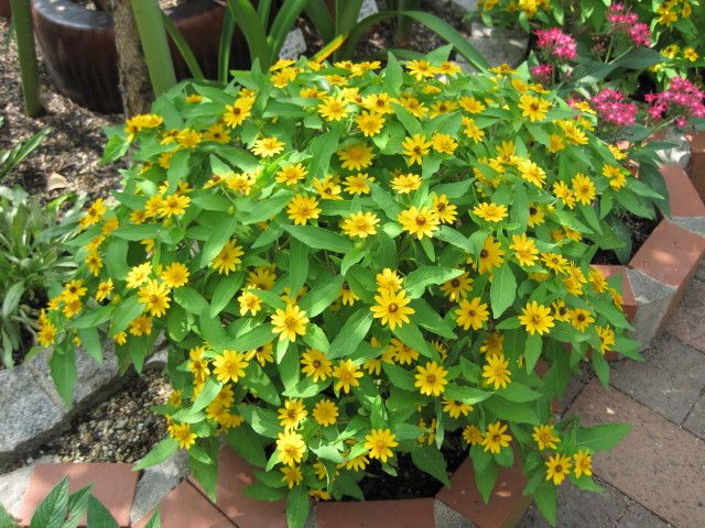 黄色い花３種