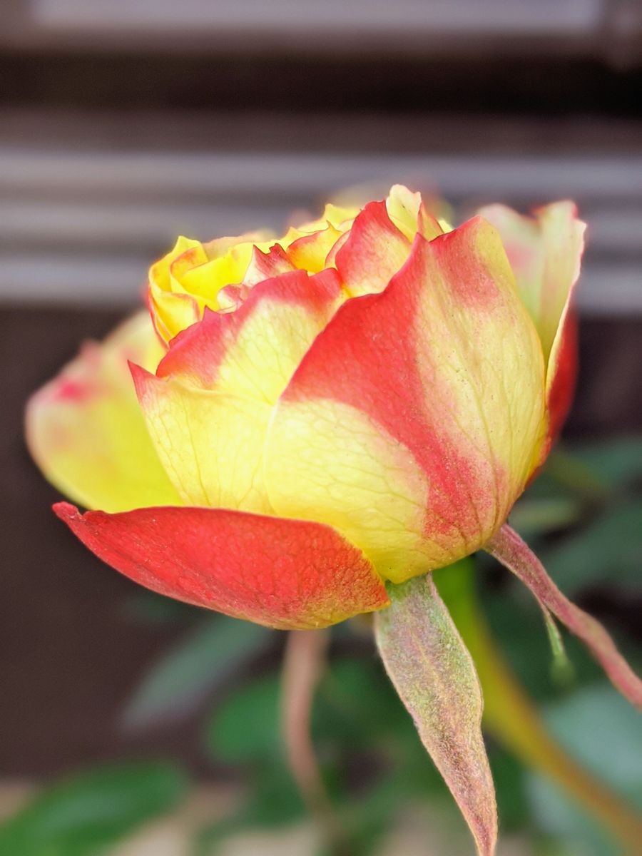 ミニバラ、赤い蕾から黄色の花開く