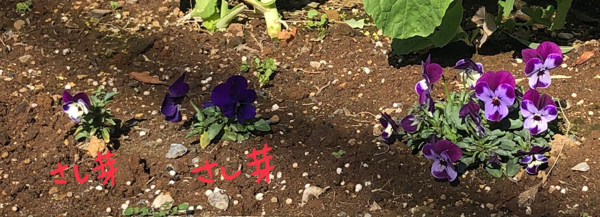 花芽、新芽