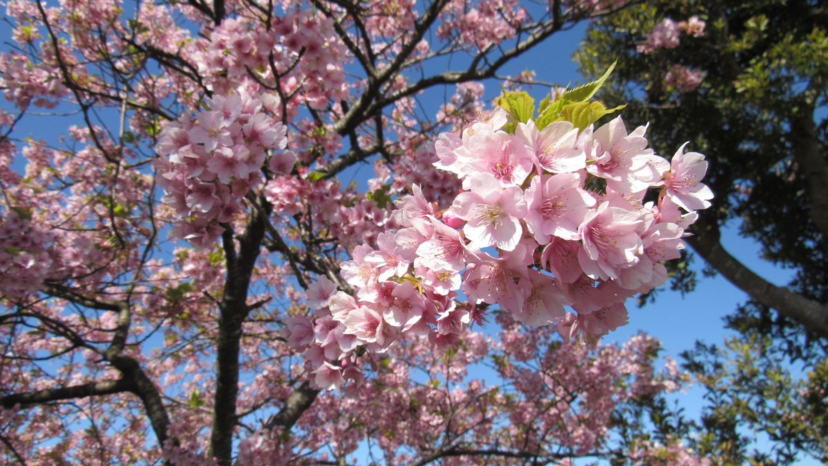 大寒桜(オオカンザクラ)満開