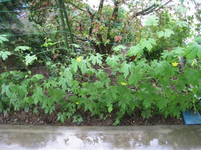 雨で一息