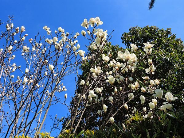 モクレンの開花