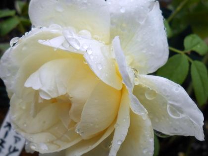 大雨でも綺麗に咲きました。