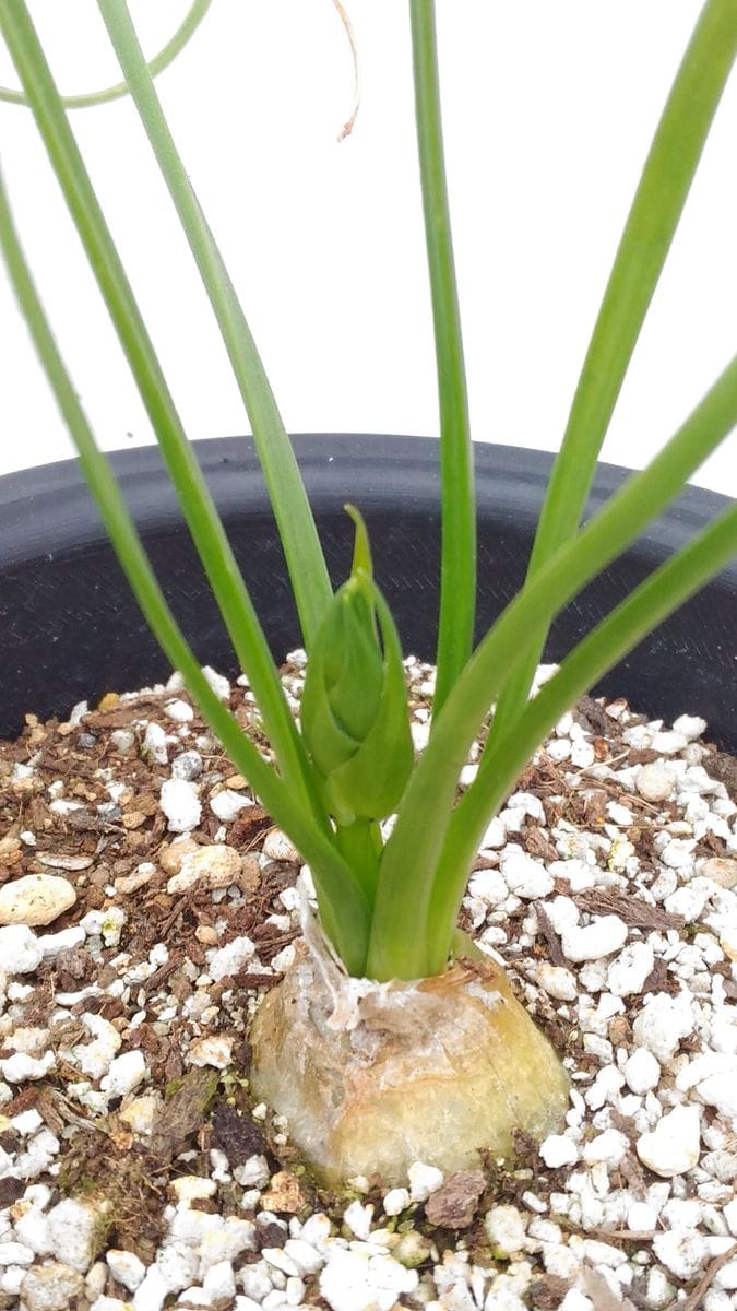 アルブカ・スピラリス・フリズルシズル🌱花芽発見