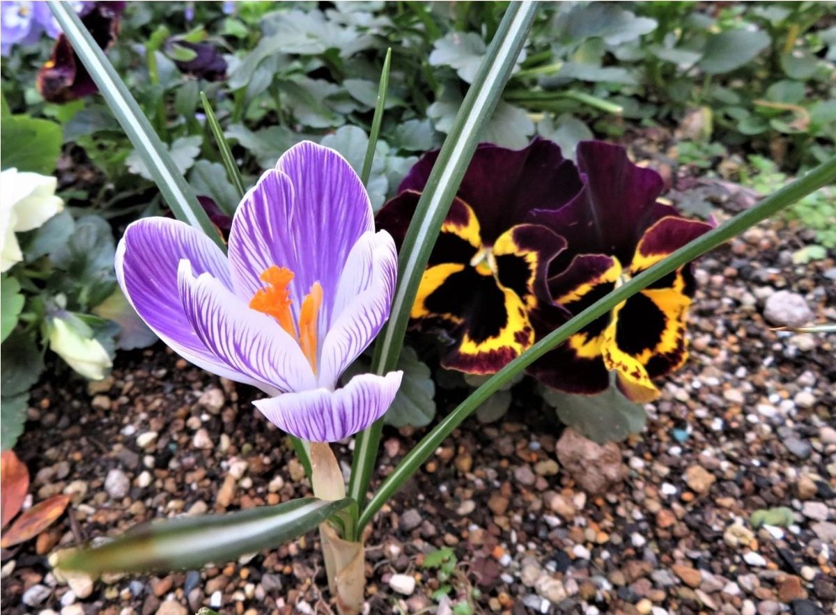 🌻今日の花たち🌻その35