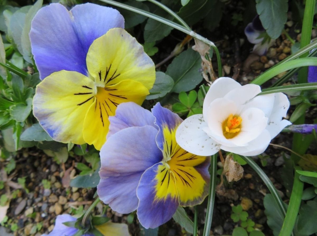 🌻今日の花たち🌻その35