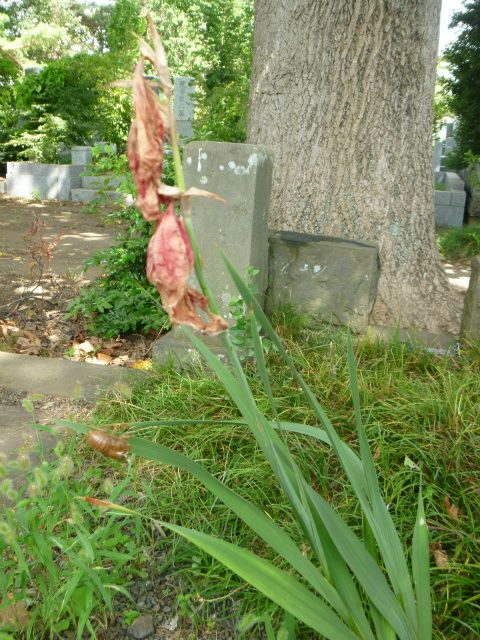 花火大会とお墓参り