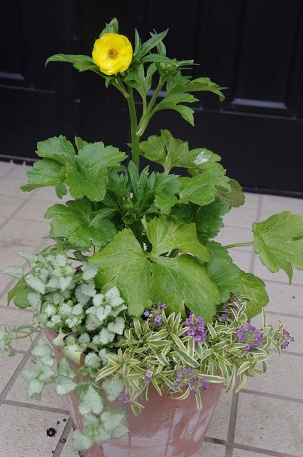 ラックスの寄せ植え