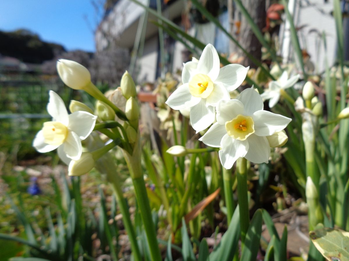 いろいろなお花たち