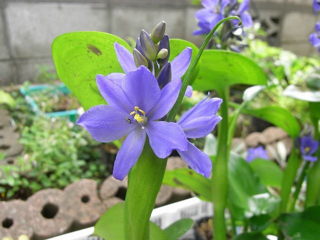 草で遊ぶ・・