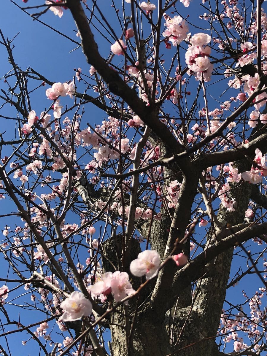 ホワイトデーに花を送りましょう。