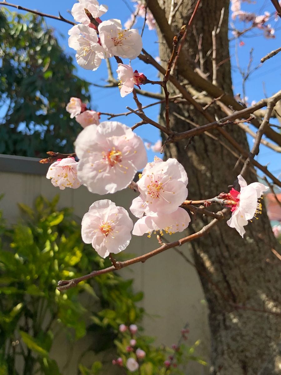 ホワイトデーに花を送りましょう。