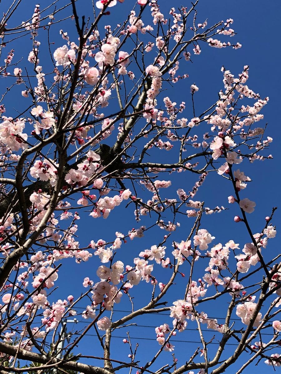 ホワイトデーに花を送りましょう。