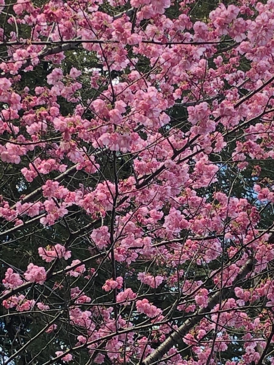 駒込富士神社の桜