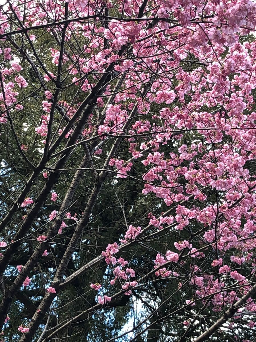 駒込富士神社の桜