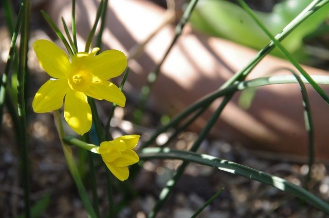 花いっぱい