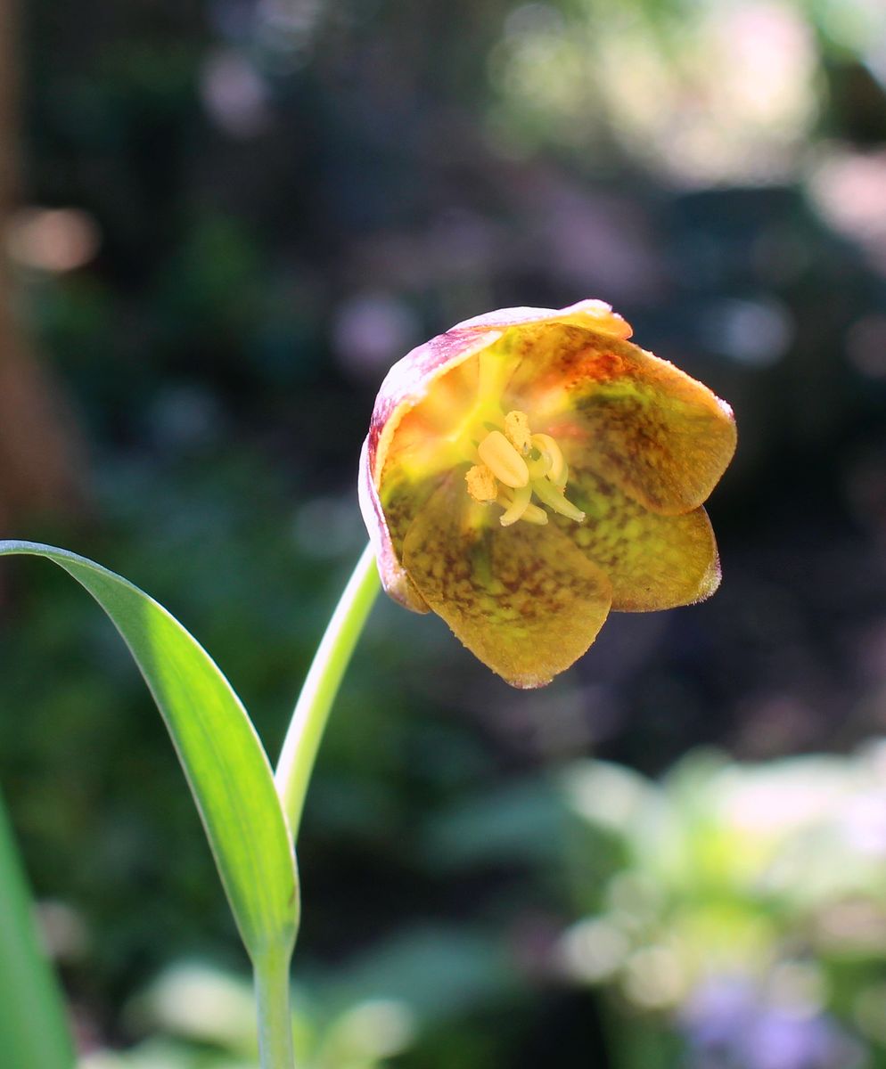 フリチラリアのお花