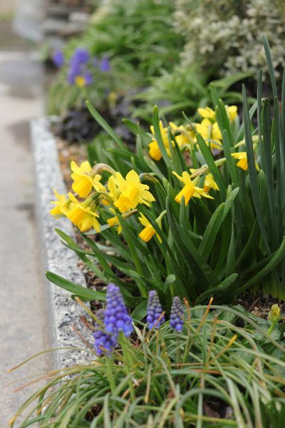 ３月の荒れ地ガーデン