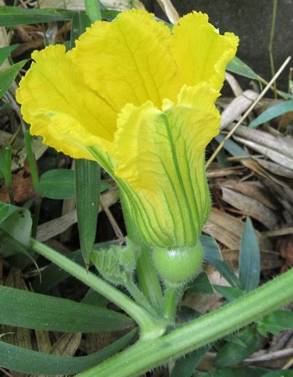 カボチャの雌花（最後は虫の話）