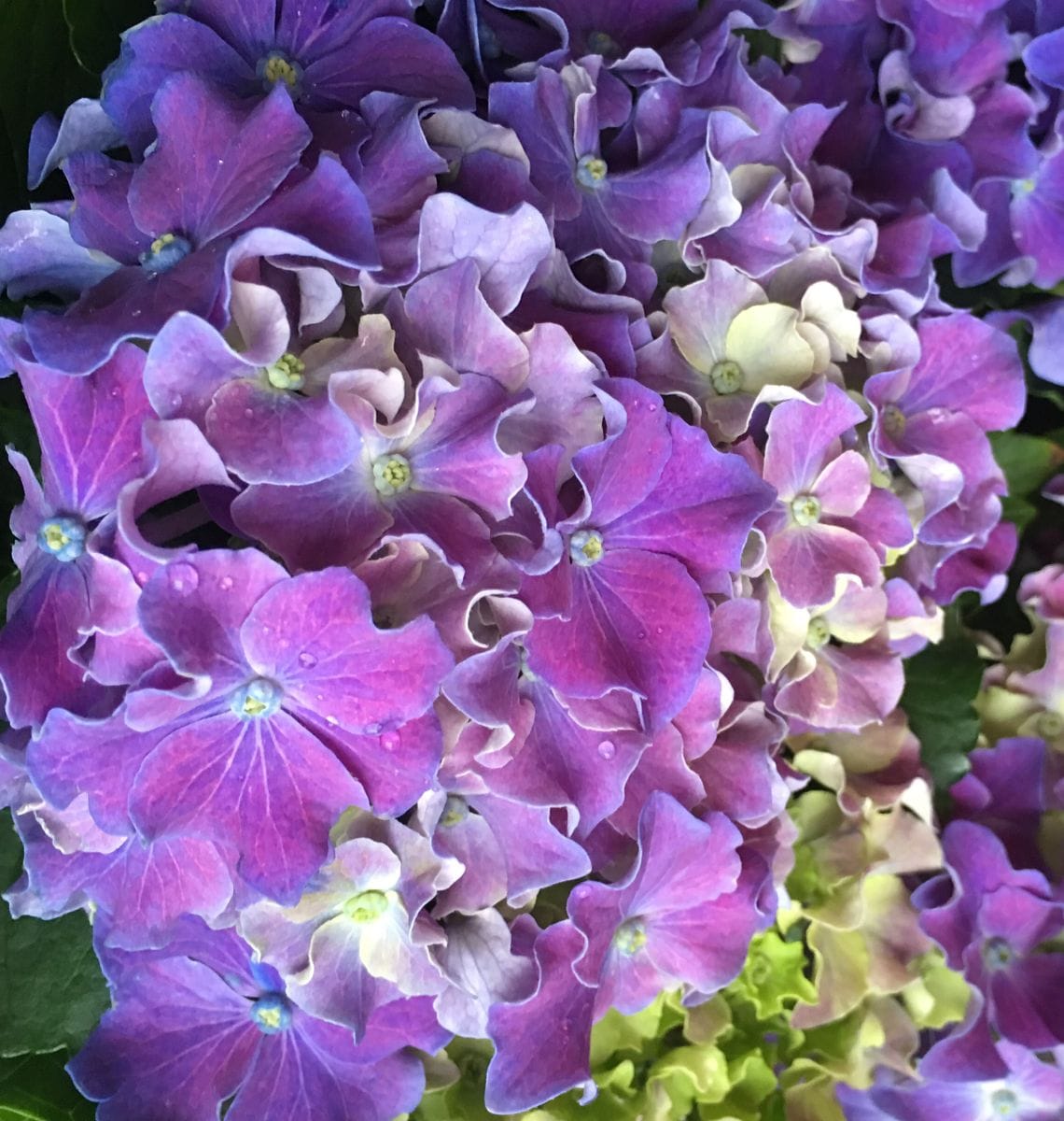 🌼紫陽花を　みぞれ降る中　持ち帰る～🎶